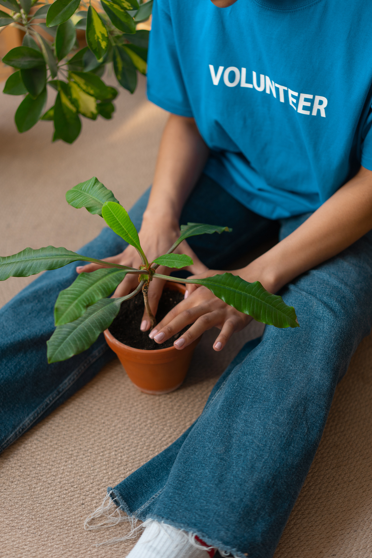 A Person in Blue Volunteer Shirt and Blue Denim Jeans Transplanting a Plant i Brown Pot
